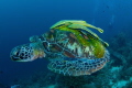 Turtle with wings.