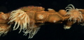 Soft coral goby fish