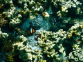 Anemone fish poking his head out of his home.