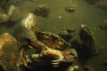Preekhil, de val cab sitting on a black mussel.