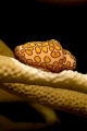 A Flamingo Tongue. Chichiriviche de La Costa, Venezuela.
Sony RX100 with a subsee +10 diopter.