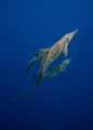 A chance encounter with the rare Rough Toothed Dolphin while photographing Humpbacks in Tonga.