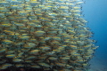 one open mouth
this shot was taken in Tulamben after the dive in Drop Off during our safety stop. Most of the time I didn´t take any photos because I was so impressed about the movements of the swarm.