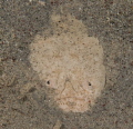 Star Gazer shot in Komodo