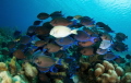 It is very common to find in Bonaire this school of Surgeon fish, but in this case what I like is the fact that the only white fish was right in the middle of the school.... pretty lucky!.
I used a Sony RX100 with a UWL-04 fisheye lens