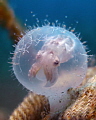 Flamboyant Cuttlefish waiting to hatch from its egg.