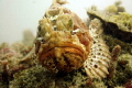 Close up of Scorpion Fish taken off Rotnest island. Fish sheltering from heavy swell and surge