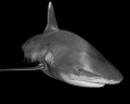 The sly grin of an oceanic white tip shark as it makes a close pass at Cat Island in the Bahamas
