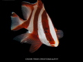 Emperor Snapper @ Lembeh