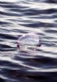 Portuguese man-of-war in the Spring blossom