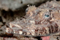 Crocodile fish
