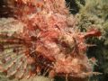 Scorpion fish