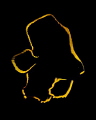 3 cm juvenile pinnate batfish mimicking a flatworm