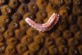 A bristle worm engages the wall off Little Cayman
