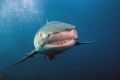 Smiling Shark