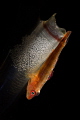 Papa Goby