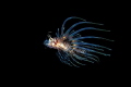 LION FISH