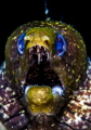 MORAY EEL