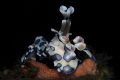 Harlequin Shrimp - Dauin, Philippines