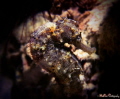 A lonely longsout seahorse