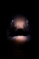 Eels Always Look Surprised