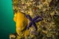 Sponge, Añihue Reserve