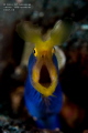 oooohhh...I'm a Blue Ribbon Eel !