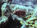 Red fish looking proud