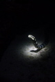 Banded sea krait