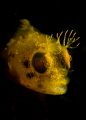 Halloween Roughhead Blenny