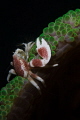 Porcelain Crab Wonder