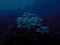 Proposal for an impressionistic underwater photography