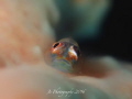 Goby