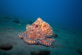 CommonReef Octopus walking across the sand