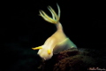 Nudibranch Hypselodoris bullocki
mamutik island divesite pyramid
equipment macro+13 flip snoot single sea&sea ys03 strobe
Setting F8 shutter 200 ISO100