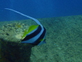 Masked banner fish swimming along.