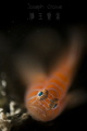 psychadelic goby