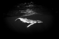A baby Humpback Whale near the reef in Bora Bora.