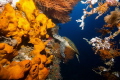 Hawksbill turtle inside the U.S.A.T Liberty Wreck