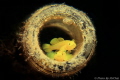 Sweet couple Yellow coral goby  Lubricogobius exiguus (tungku abdul rahman park)
Canon T4I meikon housing
single Strobe ys03 flipsnoot
Macro filter+13
Setting:Shutter 200 F8 ISO100