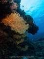 Seafan @ Aka Island, Okinawa, Japan