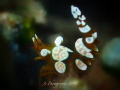 Squat sexy anemone shrimp
