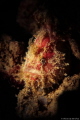 A frogfish that waiting for his prey
Ocellated Frogfish (Antennatus sp.)
At tunkul abdul rahman park sabah malaysia
Canon T4I meikon housing
Single YS03 strobe with flipsnoot pro
Macro filter +13
Shutter 200 F8 ISO100