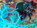 Encountered a curious shrimp during the dives in Maldives.