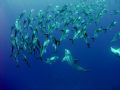 Dolphins selscting some free range jacks for supper!