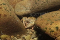 cryfish, Moravka river