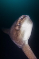 Mola Mola