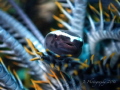 Crinoid Clingfish