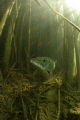 Pike, South Moravia
