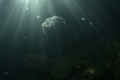 Freshwater jellyfish; Výkleky lake